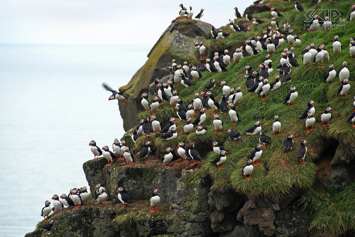 Ingólfshöfdi - Puffins On Ingólfshöfdi thousands of puffins (fratercula arctica) breed and most of them have their photo's taken without any problems. They are wonderful birds with a colourful bill which feed themselves with little fishes. Stefan Cruysberghs